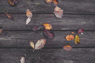 Image showing Colorful autumn leaves in the fall