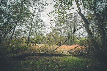 Image showing Fallen tree in autumn landscape