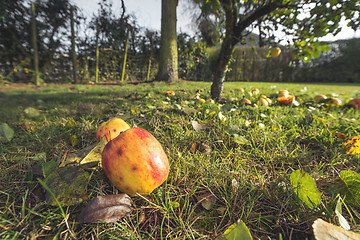 Image showing Apples in autumn colors on the ground