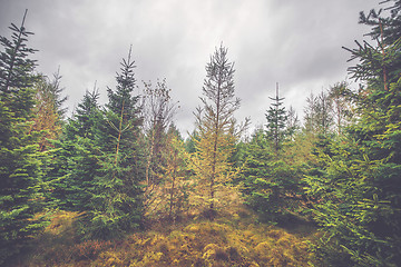 Image showing Cloudy weather in a pine tree forest
