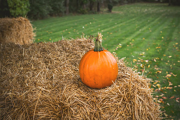 Image showing Pumpkin in rural environment