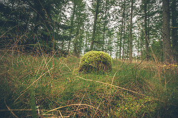 Image showing Forest in the fall with a wooden log