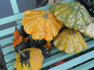Image showing Small pumpkins