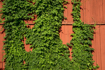 Image showing ivy on a red wooden wall