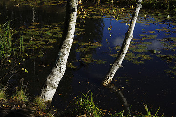 Image showing birch on the bank of a pond