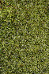 Image showing Christmas background of green fur-tree needles