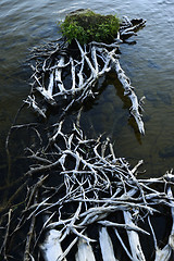 Image showing intertwining roots of the dead