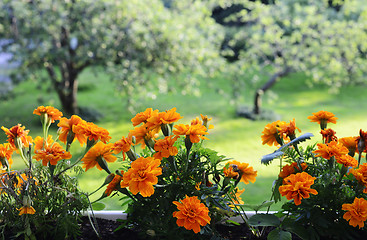 Image showing marigolds on the background of a garden