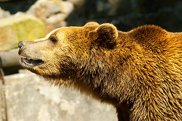 Image showing brown bear in summer day