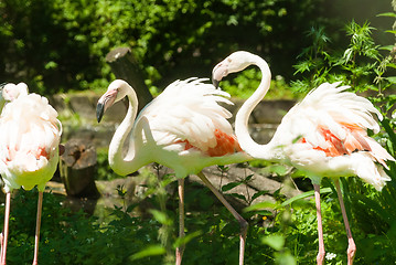 Image showing Pink flamingos in summer day