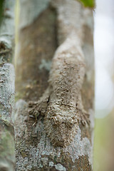 Image showing masked mossy leaf-tailed gecko