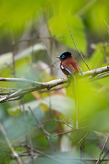 Image showing Madagascar Paradise-flycatcher, Terpsiphone mutata