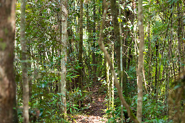 Image showing Rainforest in Madagascar, Andasibe Toamasina Province