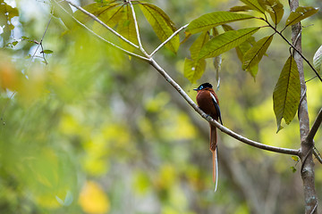 Image showing Madagascar Paradise-flycatcher, Terpsiphone mutata