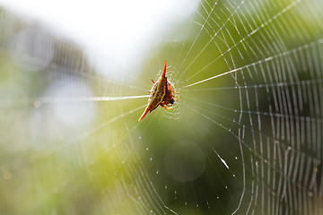 Image showing Spiny orb-weaver or crab spider