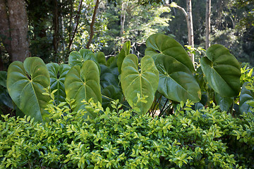 Image showing Rainforest in Madagascar, Andasibe Toamasina Province