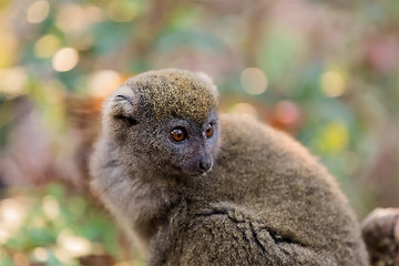 Image showing Eastern lesser bamboo lemur (Hapalemur griseus)