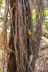 Image showing tree trunk in typical rainforest in Madagascar
