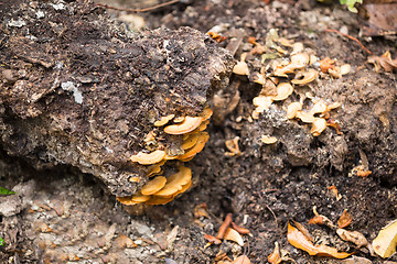 Image showing mushroom on the trunk in madagascar rainforest