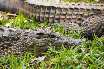 Image showing Madagascar Crocodile, Crocodylus niloticus
