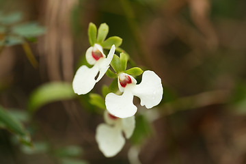 Image showing White orchid flower in madagascar rainforest