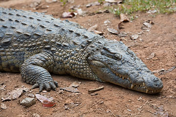 Image showing Madagascar Crocodile, Crocodylus niloticus