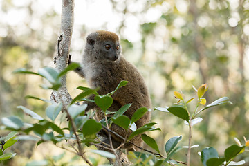 Image showing Eastern lesser bamboo lemur (Hapalemur griseus)