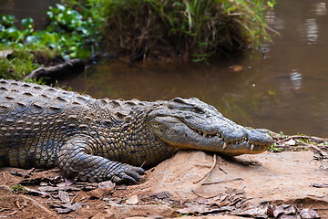 Image showing Madagascar Crocodile, Crocodylus niloticus