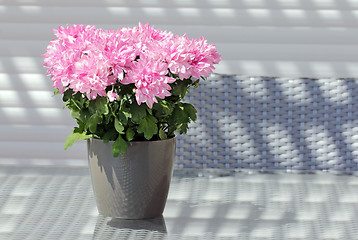 Image showing Pink Potted Asters Flowers