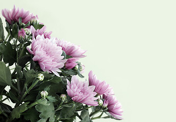 Image showing Beautiful Pink Asters