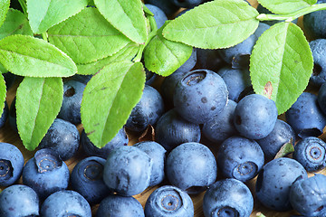 Image showing Bilberry Close Up