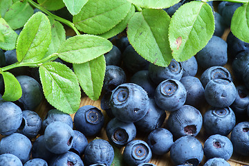 Image showing Bilberry Close Up