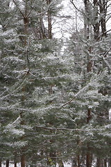 Image showing  sharp pine needles with snow