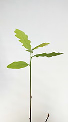 Image showing sprout oak seedling from acorn