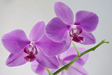 Image showing  orchid flowers resemble fanged mouth 