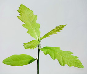 Image showing  sprout oak from acorn