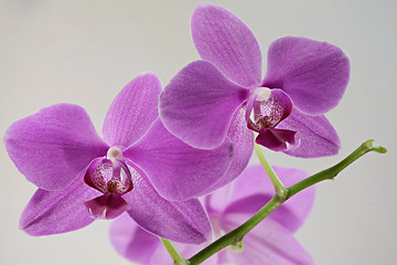 Image showing  phalaenopsis pink flowers close to