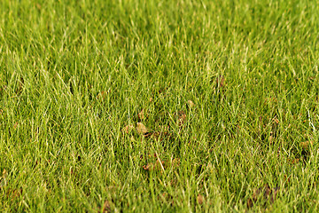 Image showing Green grass