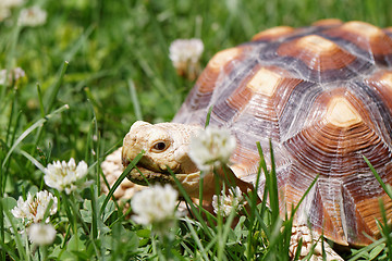 Image showing African Spurred Tortoise