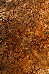 Image showing Gold grass