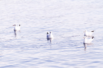 Image showing Seagull