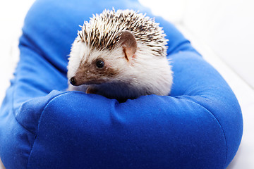 Image showing Cute hedgehog