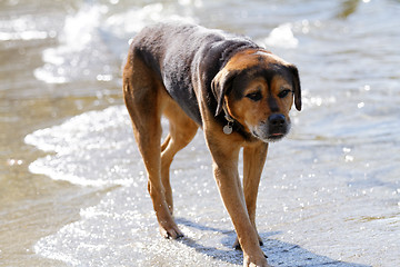 Image showing Rottweiler dog