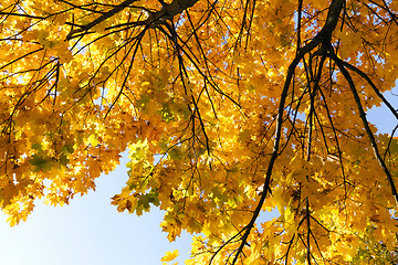 Image showing Maple Park in autumn