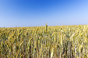 Image showing agricultural field and blue sky