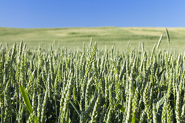 Image showing Field with cereal