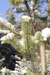 Image showing pine under snow