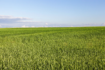 Image showing Field with cereal