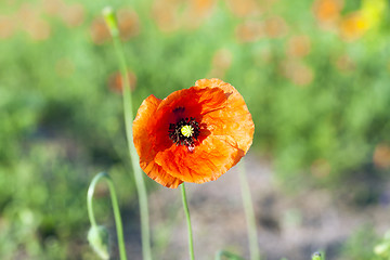 Image showing Red Poppy in the field