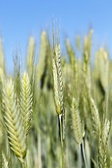 Image showing Field with cereal